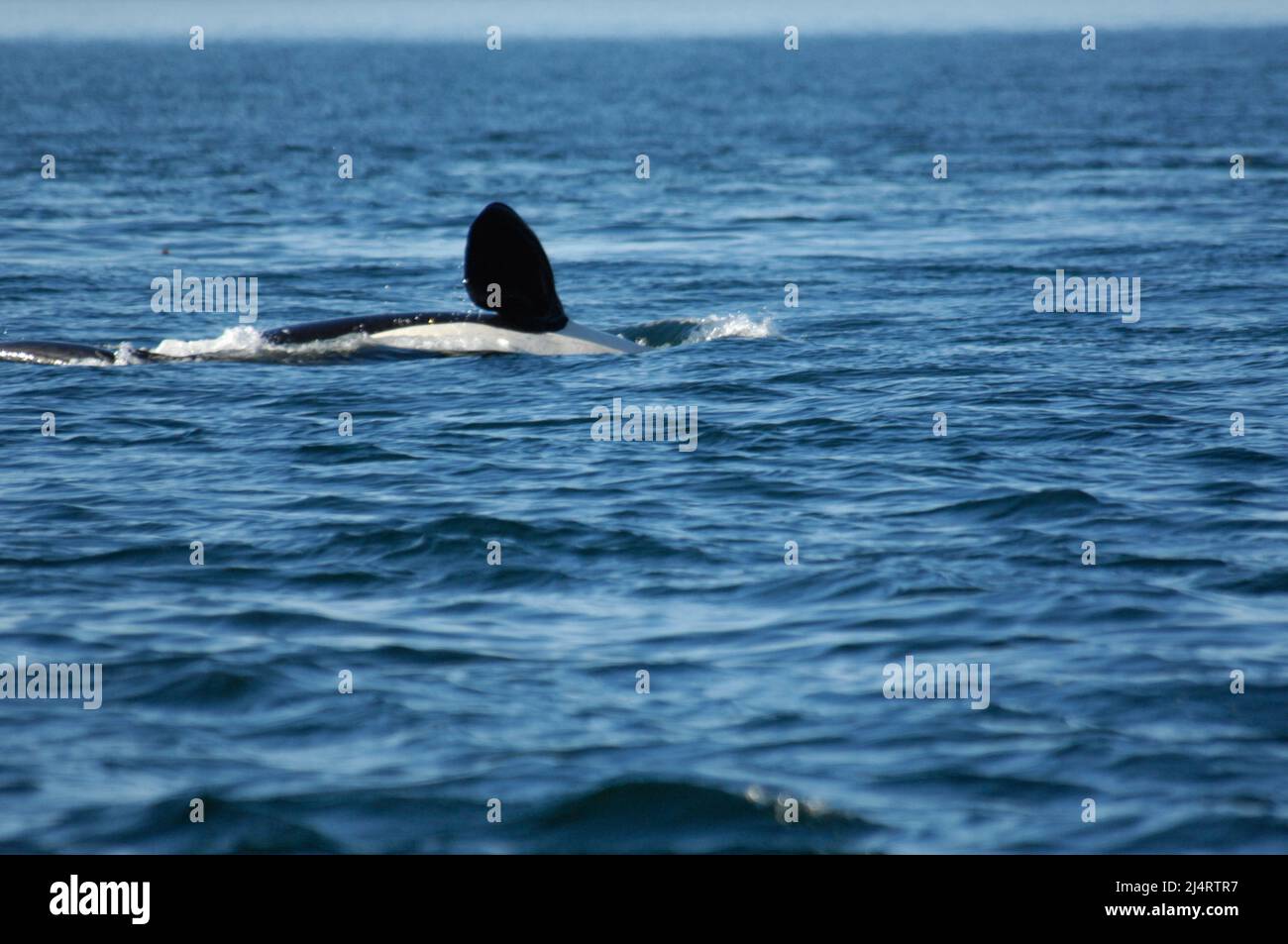 Orca in der Nähe von San Juan Island, Bundesstaat Washington Stockfoto