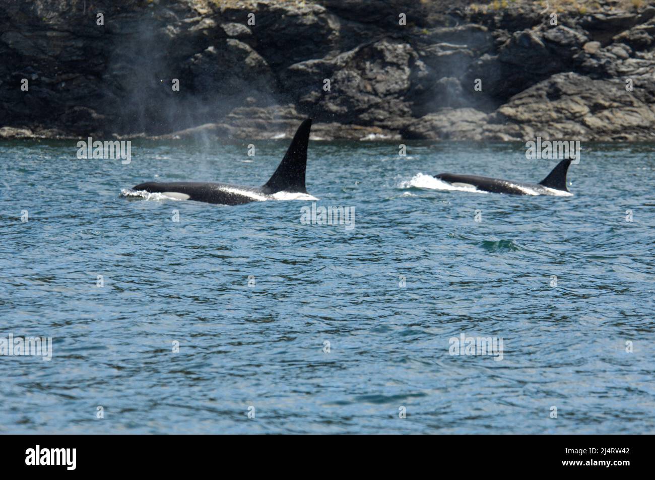 Orcas in der Nähe von San Juan Island, Bundesstaat Washington Stockfoto
