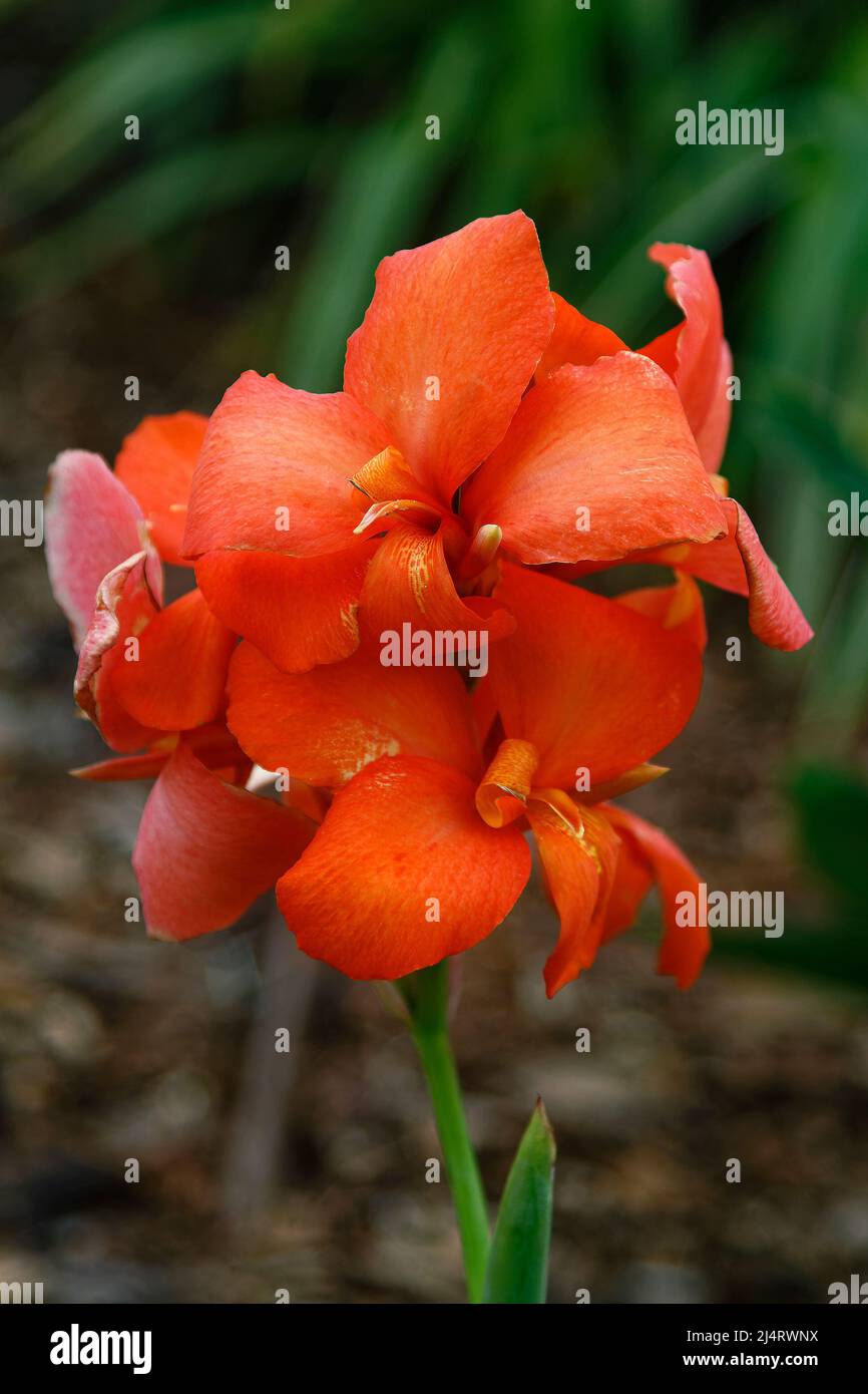 Orange Canna Lilien, tropische Blumen, Garten, bunt, close-up, Rhizome vermehren sich schnell, Familie Cannaceae, Frühling, Florida Stockfoto
