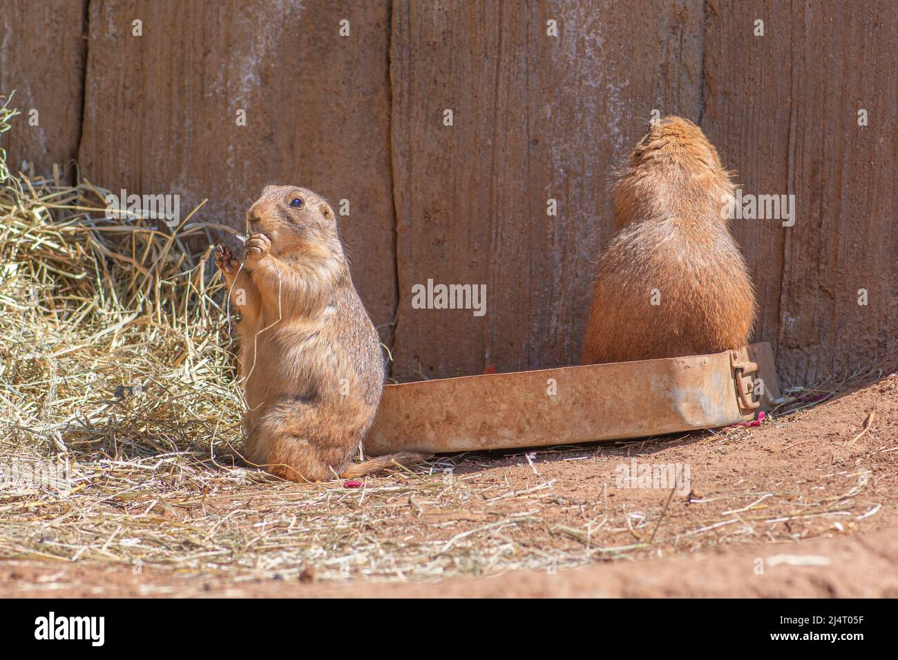 Schwarzschwanz-Präriehunde, Gattung Cynomys, pflanzenfressende, in den Grasländern Nordamerikas beheimatet, eingrabende Säugetiere aus nächster Nähe Stockfoto