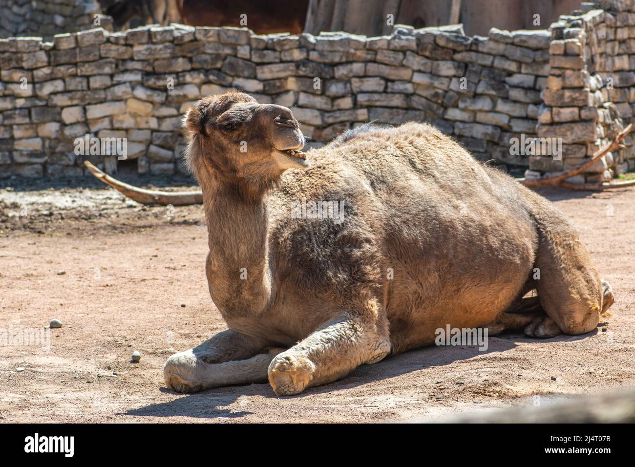 Dromedar, Dromedarkamel, arabisches Kamel oder ein-buckiges Kamel, große, gleichmäßig getoierte Huftiere der Gattung Camelus, mit einem Buckel auf dem Rücken Stockfoto