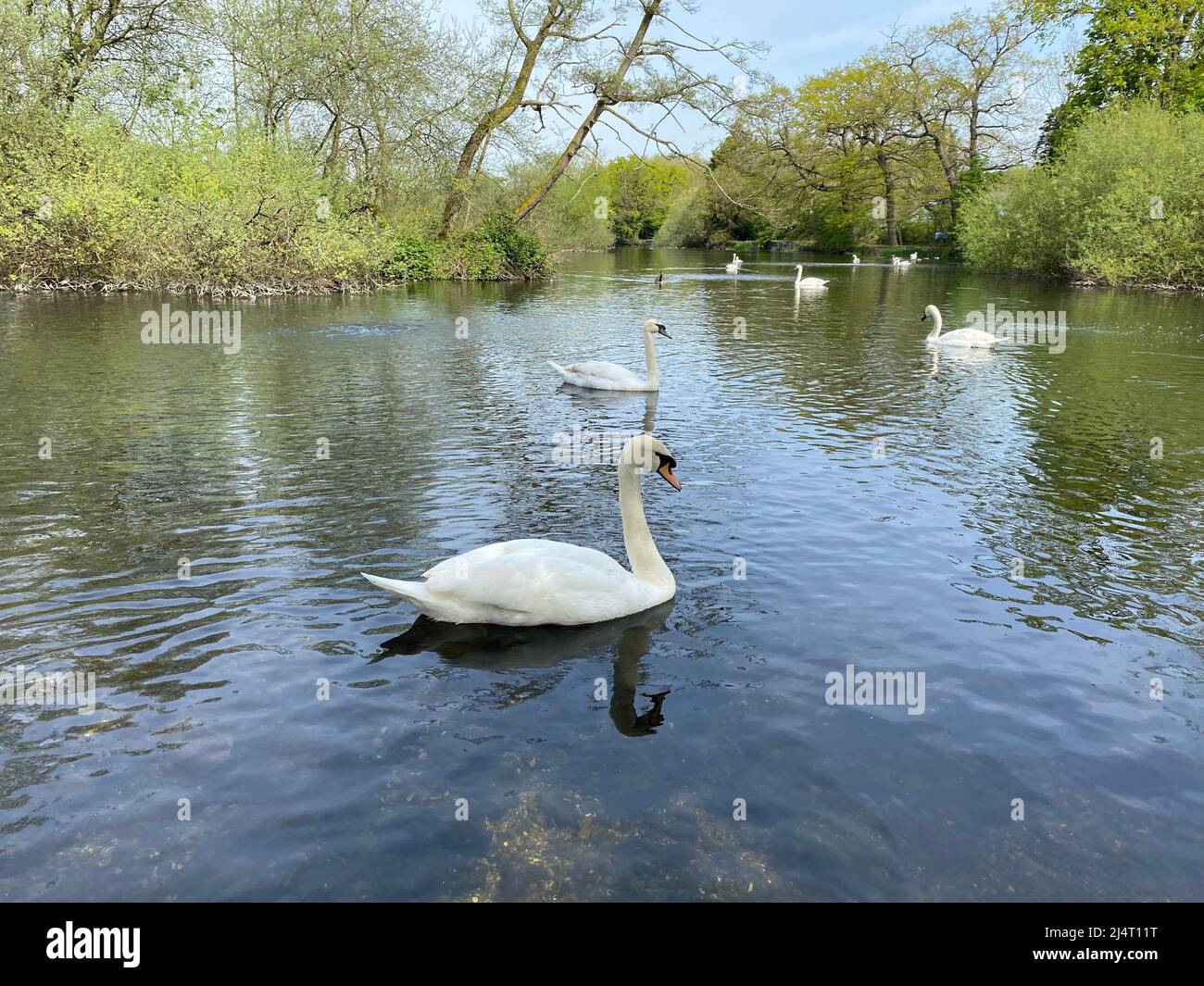 Schwäne genießen nach einem kalten Winter die Sonne beim Schwimmen im Little Britain Lake. Stockfoto