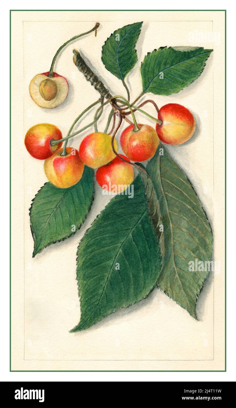 Prunus Avium 1900er Fruchtkirschen Aquarellgelb Spanische Kirschsorte (wissenschaftliche Bezeichnung: Prunus avium), mit diesem Exemplar mit Ursprung in Genf, Ontario County, New York, Vereinigte Staaten. Quelle: USA Landwirtschaftsministerium Pomologisches Aquarell Datum: 1. Juli 1913 Stockfoto