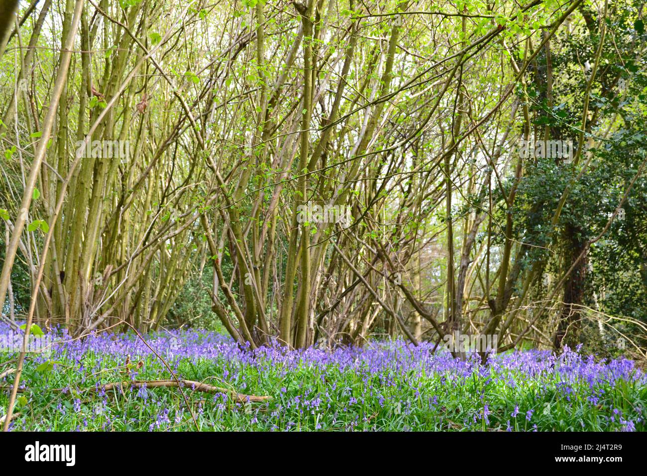 Großartige, neu blühende Bluebells in alten Buchen- und Eichenwäldern in New Year's Wood, Cudham, NW Kent, Mitte April. Stockfoto