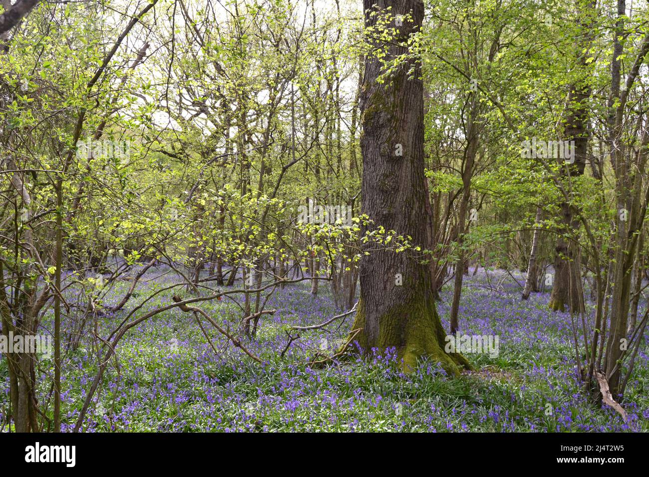 Großartige, neu blühende Bluebells in alten Buchen- und Eichenwäldern in New Year's Wood, Cudham, NW Kent, Mitte April. Stockfoto