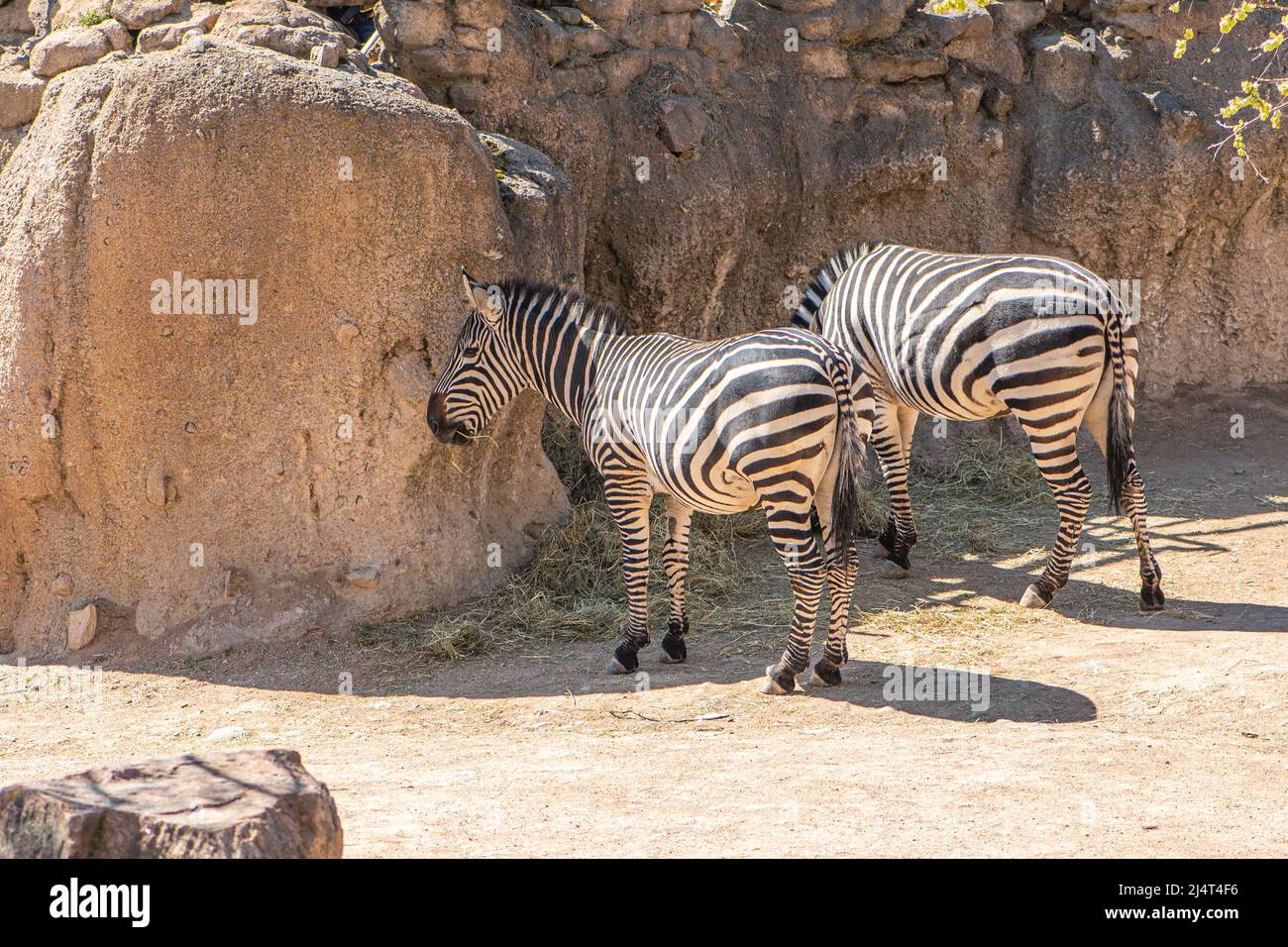 Wunderschöne, einfarbige Zebras oder Zebras, Hippotigris, afrikanische Pferde mit markanten schwarz-weiß gestreiften Mänteln Stockfoto