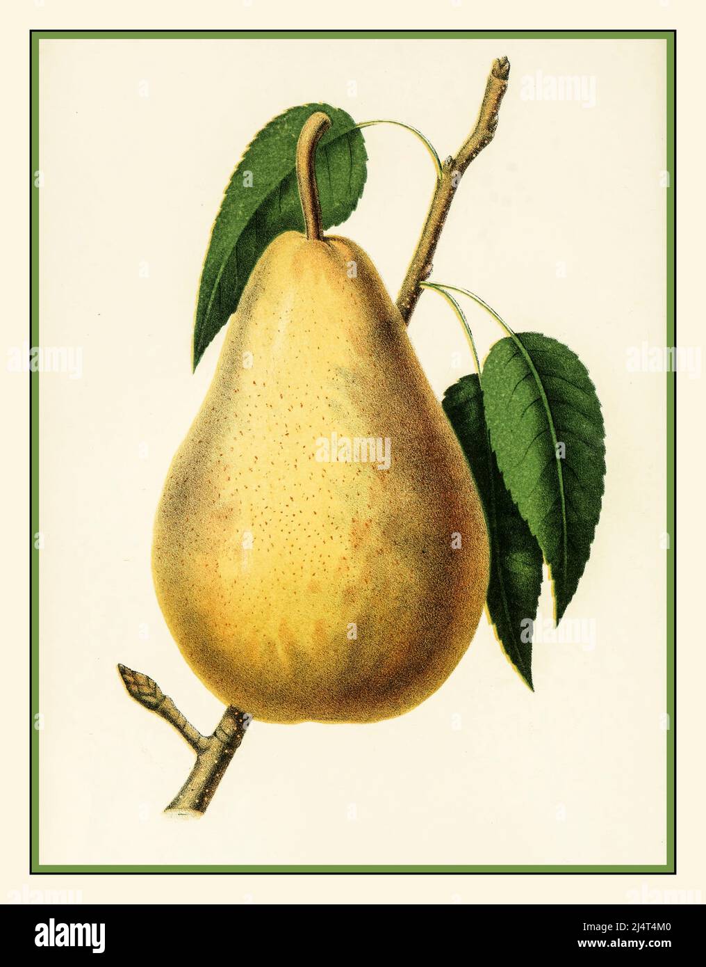 Jahrgang 1850s Obstlithograph von 'The Van Leon le Clerc Pear' (from Fruits of America) aus dem Reiseführer The Fruits of America Band 1 ), der 1852 in Druck gebracht wurde, begann der Autor Charles M. Hovey mit der Veröffentlichung seiner Serie illustrierter Drucke amerikanischer Früchte, Im Jahr 1847, die in diesem Buch geführt. 1852 Stockfoto