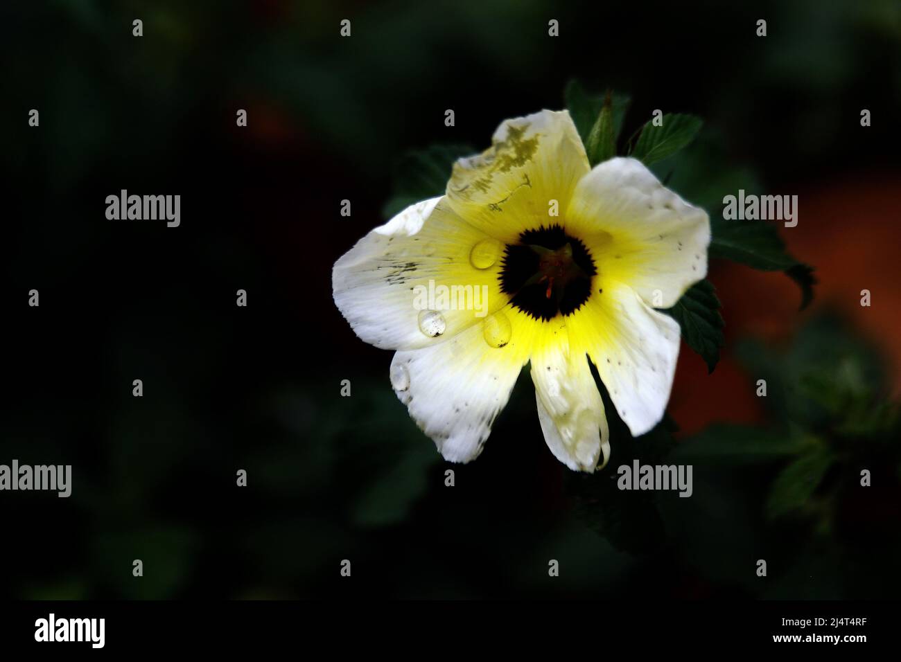 Valencia, Carabobo, Venezuela. 17. April 2022. April 17,2022. Una flor Silvestre mantiene en sus petalos el rocio de las gotas de agua mientras termina de escampar la suave llovizna del Dia que da inicio a la temporada de lluvias en Venezuela. Foto: Juan Carlos Hernandez (Foto: © Juan Carlos Hernandez/ZUMA Press Wire) Stockfoto