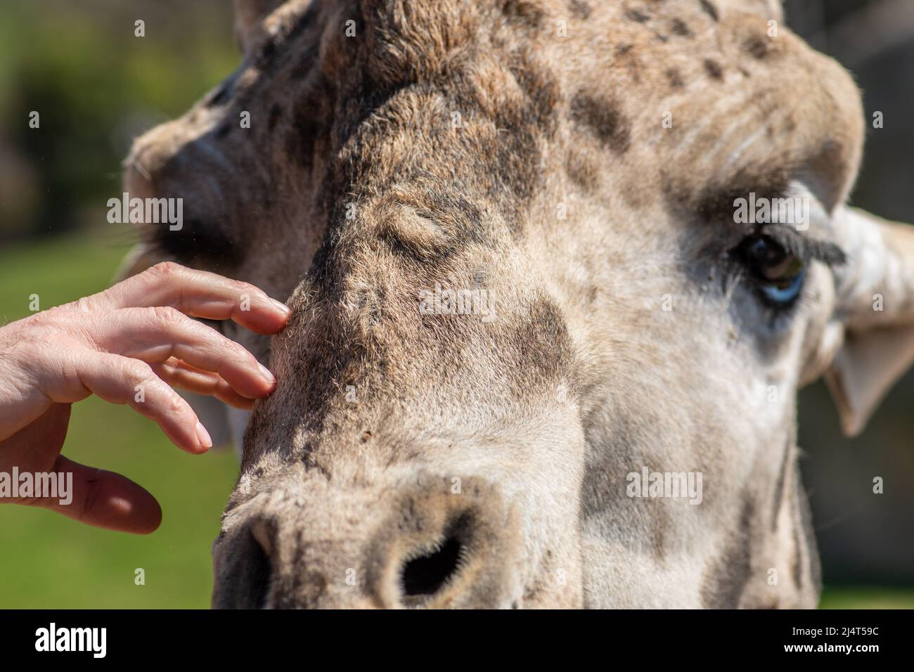 Streicheln des Gesichts einer Giraffe, große afrikanische Hufsäuger der Gattung Giraffa, Nahaufnahme mit der Hand Stockfoto