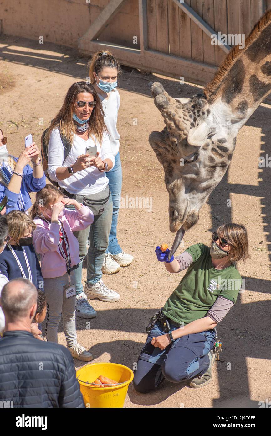 Fütterung einer Giraffe in einem Zoo oder Nationalpark mit Besuchern, große afrikanische Hufsäuger der Gattung Giraffa, vertikal Stockfoto