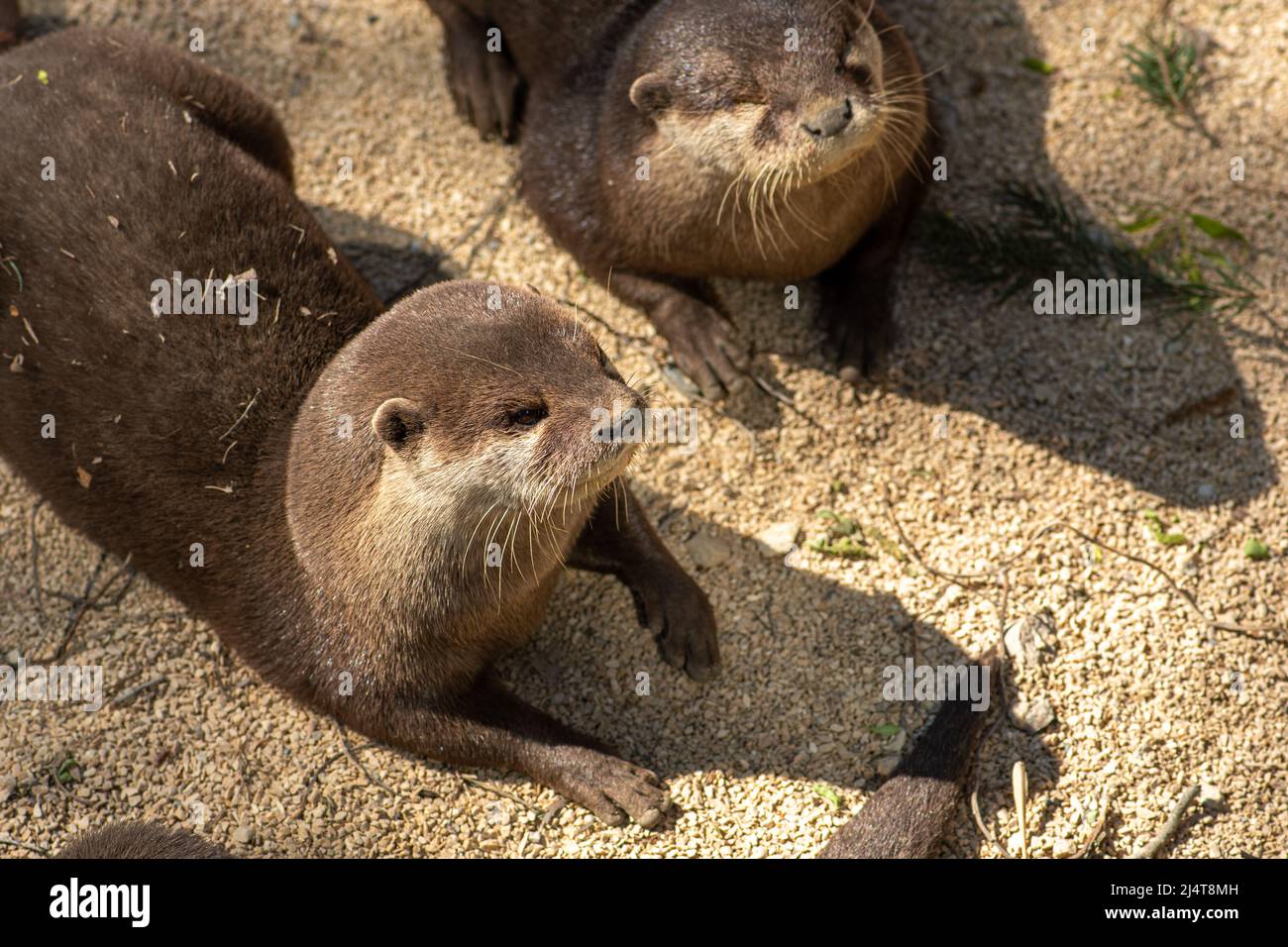 Paar Otter in der Nähe eines Flusses, fleischfressende Säugetiere in der Unterfamilie Lutrinae. Semiaquatische, aquatische oder marine, mit Diäten auf Fischbasis Stockfoto