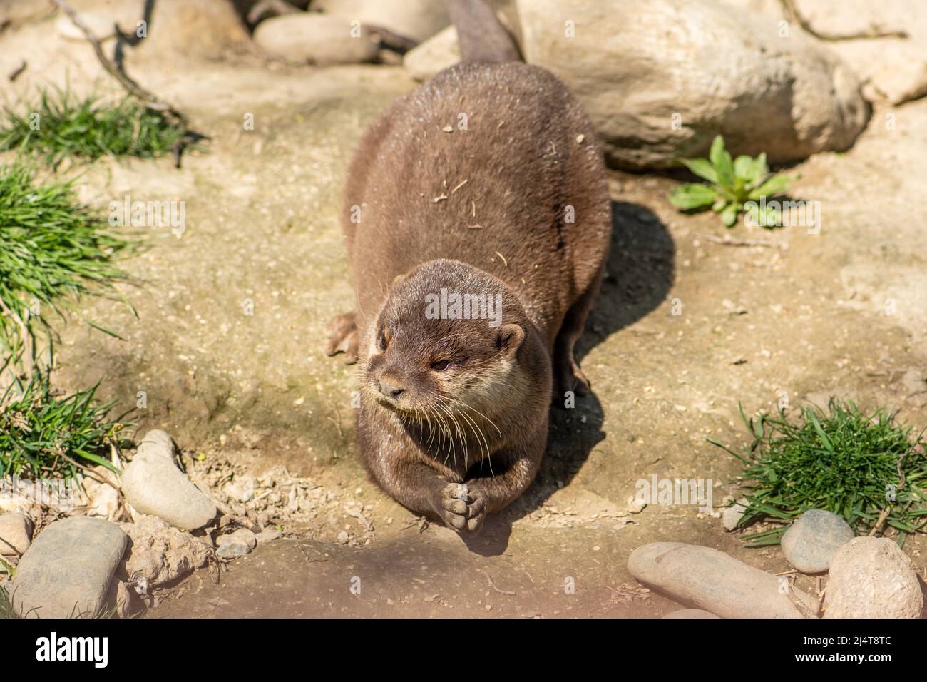 Otter in der Nähe eines Flusses, fleischfressende Säugetiere in der Unterfamilie Lutrinae. Semiaquatische, aquatische oder marine, mit Diäten auf der Grundlage von Fischen und Wirbellosen, Nahaufnahme Stockfoto