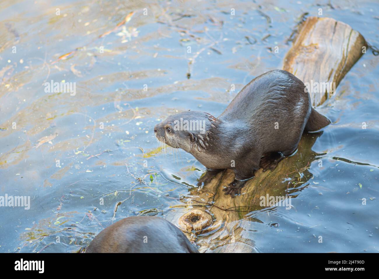 Otter auf einem Baumzweig, der in einem Fluss fischt, fleischfressende Säugetiere in der Unterfamilie Lutrinae. Semiaquatische, aquatische oder marine, mit Diäten auf Fischbasis Stockfoto