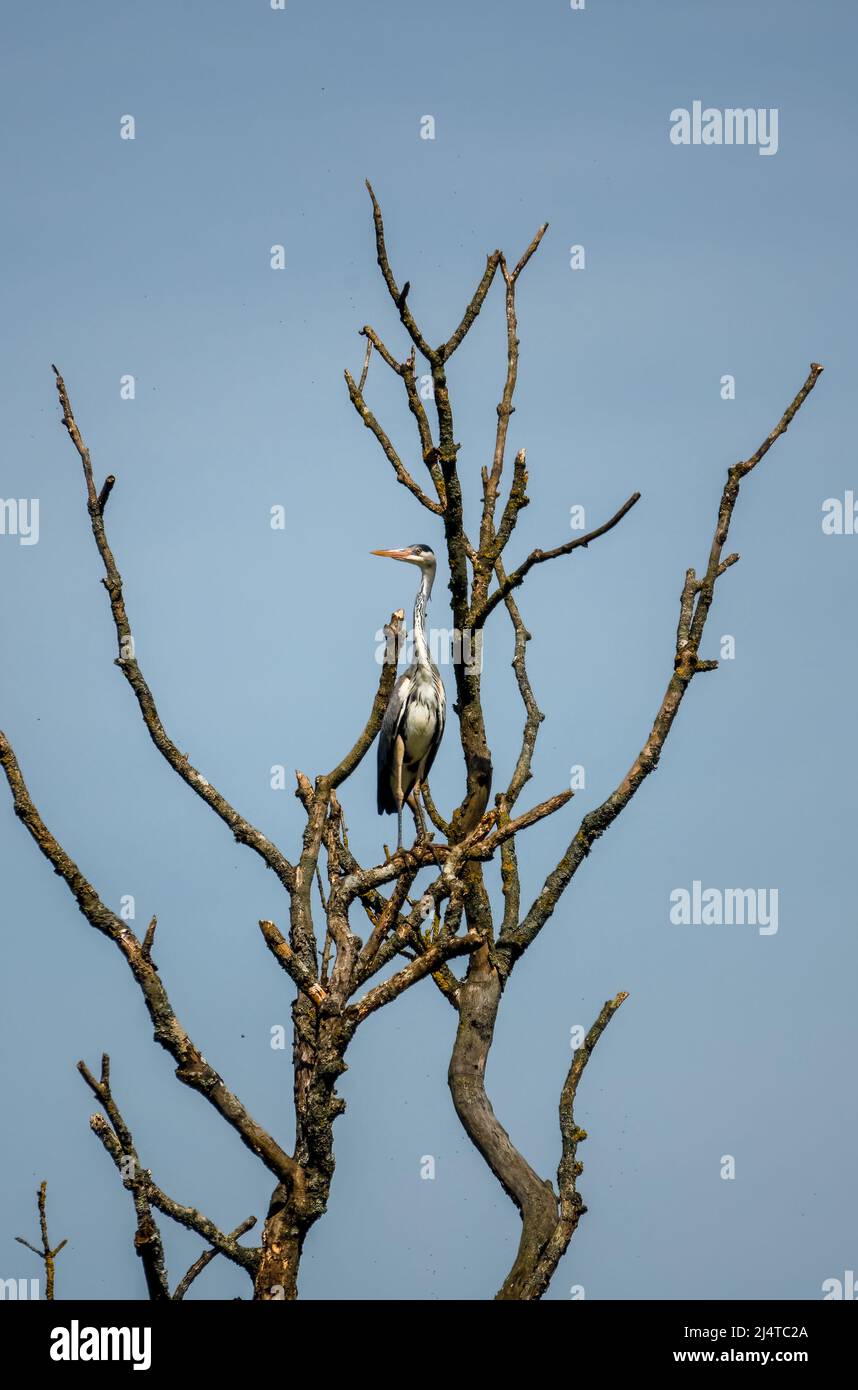 Ein Reiher (ardeidae) hoch in einem Baum, klaren Himmel Hintergrund thront Stockfoto