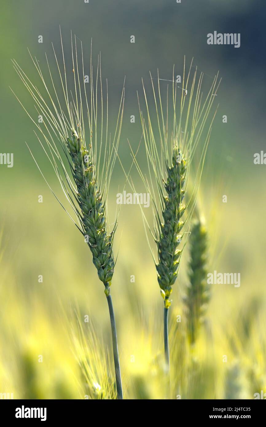 Weizen auf dem Feld - Nahaufnahme Stockfoto