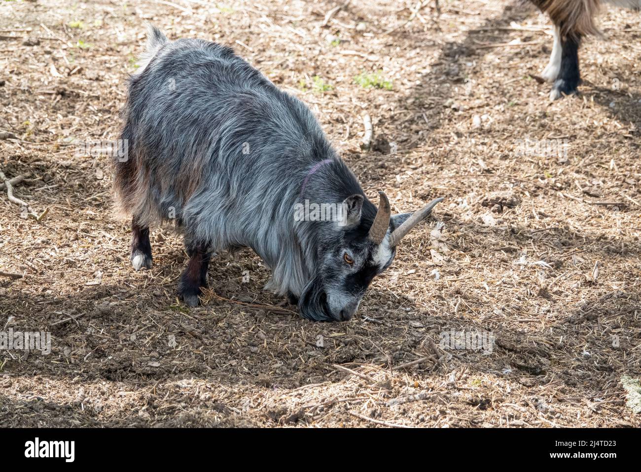 Nahaufnahme einer finnischen Landrace-Ziege (Capra aegagrus hircus) Stockfoto
