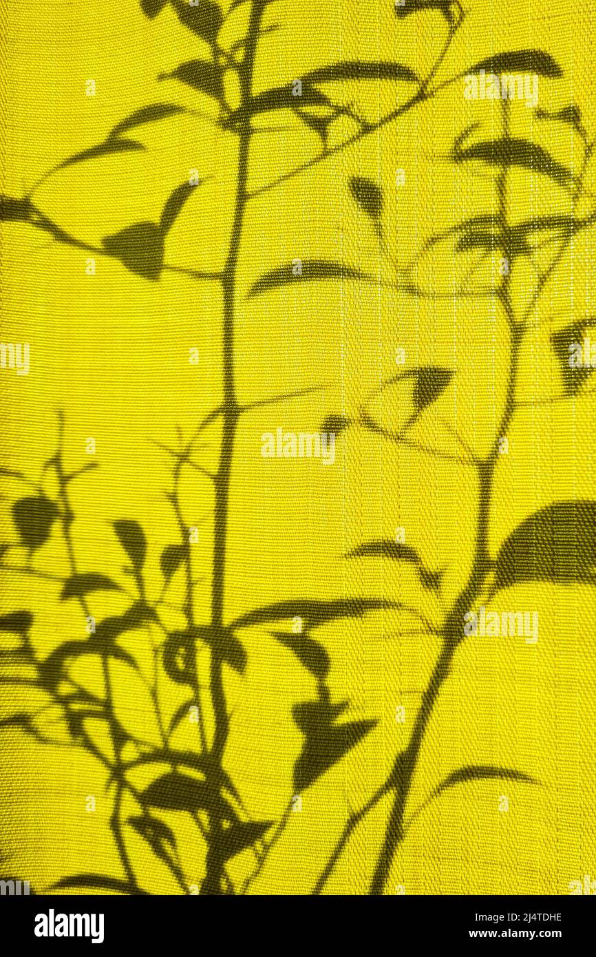 Silhouette von Pflanzen auf gelbem textilen Hintergrund. Licht und Schatten. Abstrakter Hintergrund. Stockfoto