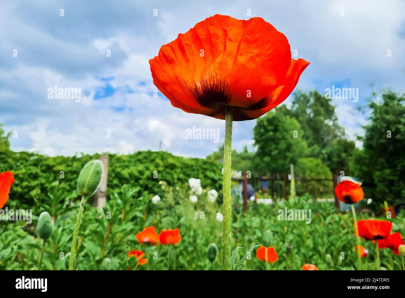 Ansicht von unten auf rote Mohnblumen. Blumen im Garten gegen Himmel. Sommer natürlicher Hintergrund. Wachsender medizinischer Pflanzenmohn. Stockfoto