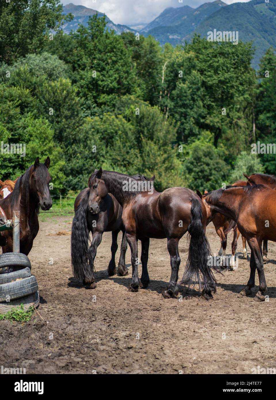 Braune Pferde draußen in der Südschweiz, Kanton Tessin Stockfoto