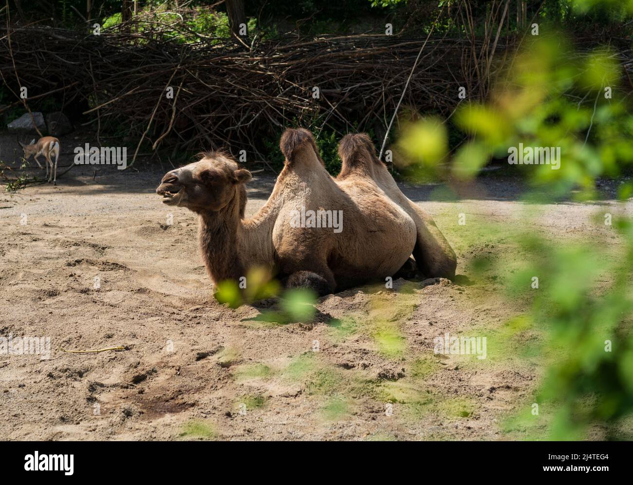 Kamel liegt im Zoo mit grünen Blättern davor Stockfoto