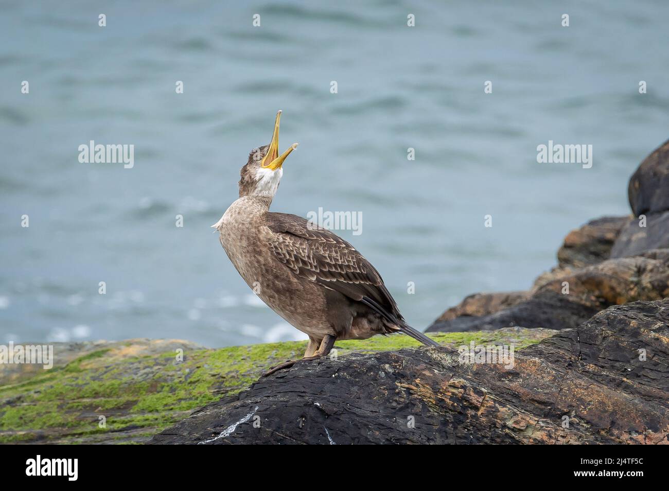 Kormoran auf einem Felsen, der klafft Stockfoto