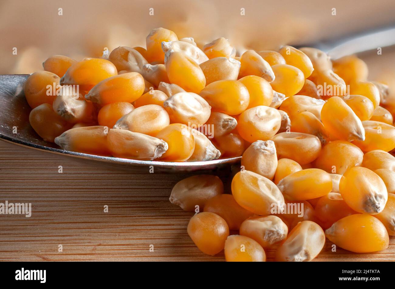 Makrofotografie, roher oder ungekochte Mais auf einem Löffel, um Popcorn zu machen, horizontale Seitenansicht. Stockfoto
