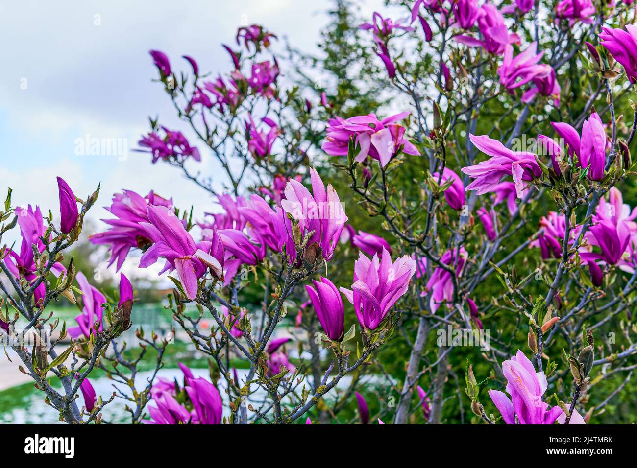 Lilienbaum (Magnolia liliiflora) eine Magnolienart, auch bekannt als Lilienmagnolie, Magnolienlilie, Magnolie mulan, Tulpenmagnolie oder Japanische magnoli Stockfoto