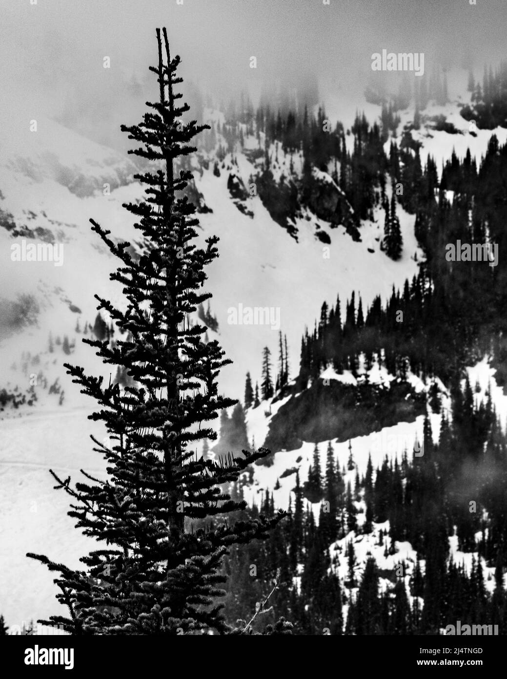 Schneeszene in den Cascade Mountains im pazifischen Nordwesten Stockfoto