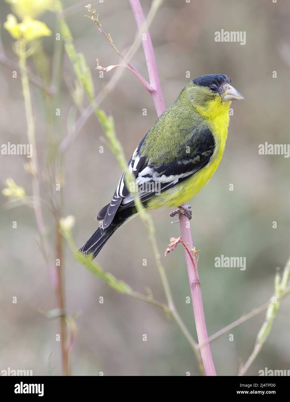 Kleiner Goldfink Erwachsener Männchen auf Pflanze. Palo Alto Baylands, Kalifornien, USA. Stockfoto