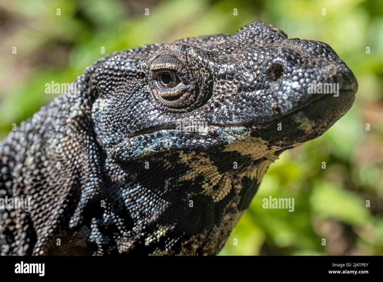 Spitzenmonitor (Varanus varius) aus der Nähe im Zoologischen Park der St. Augustine Alligator Farm auf der Anastasia Island in St. Augustine, Florida. (USA) Stockfoto