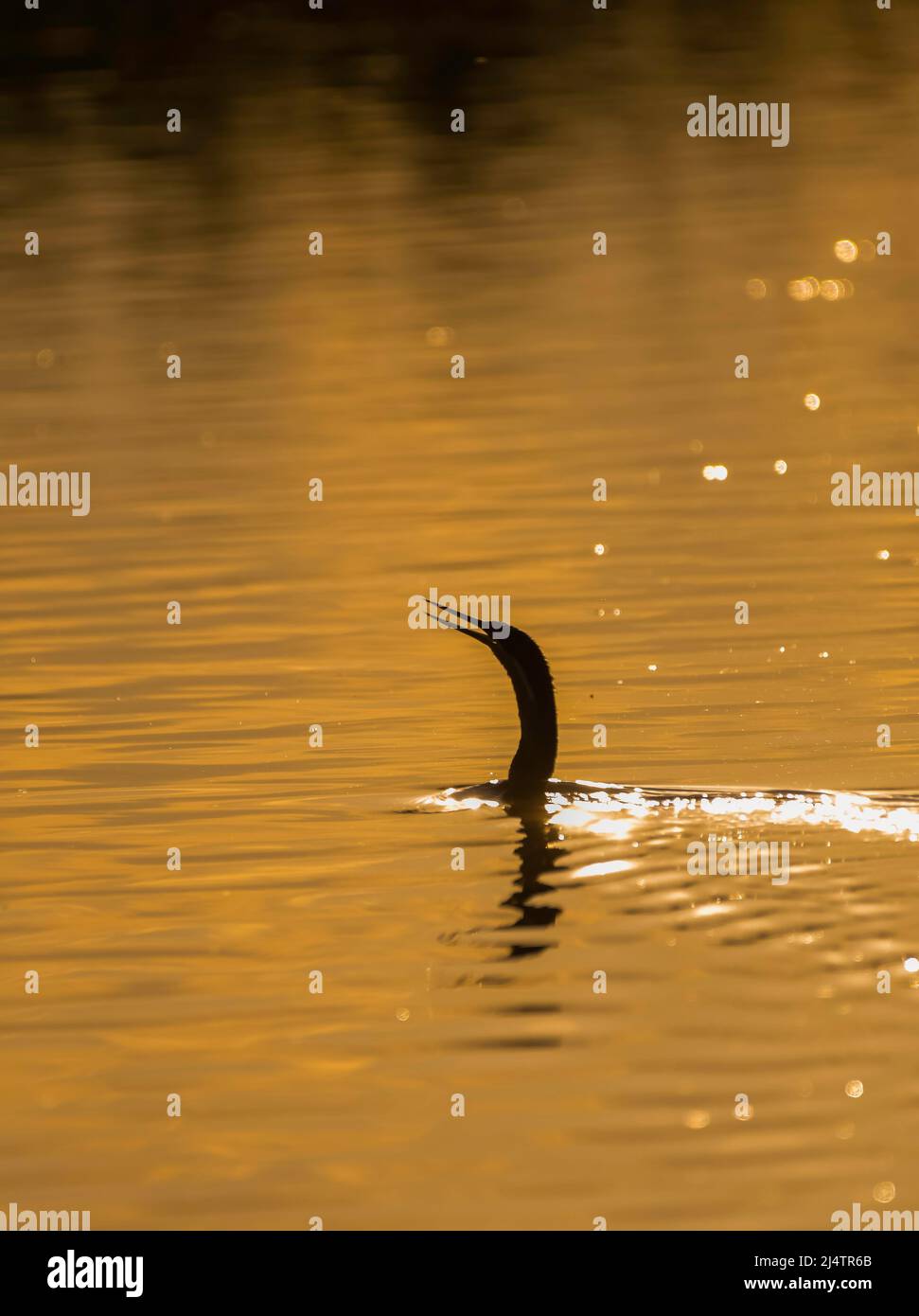 Snakebird oder Darter tauchte in Südafrika unter Wasser Stockfoto