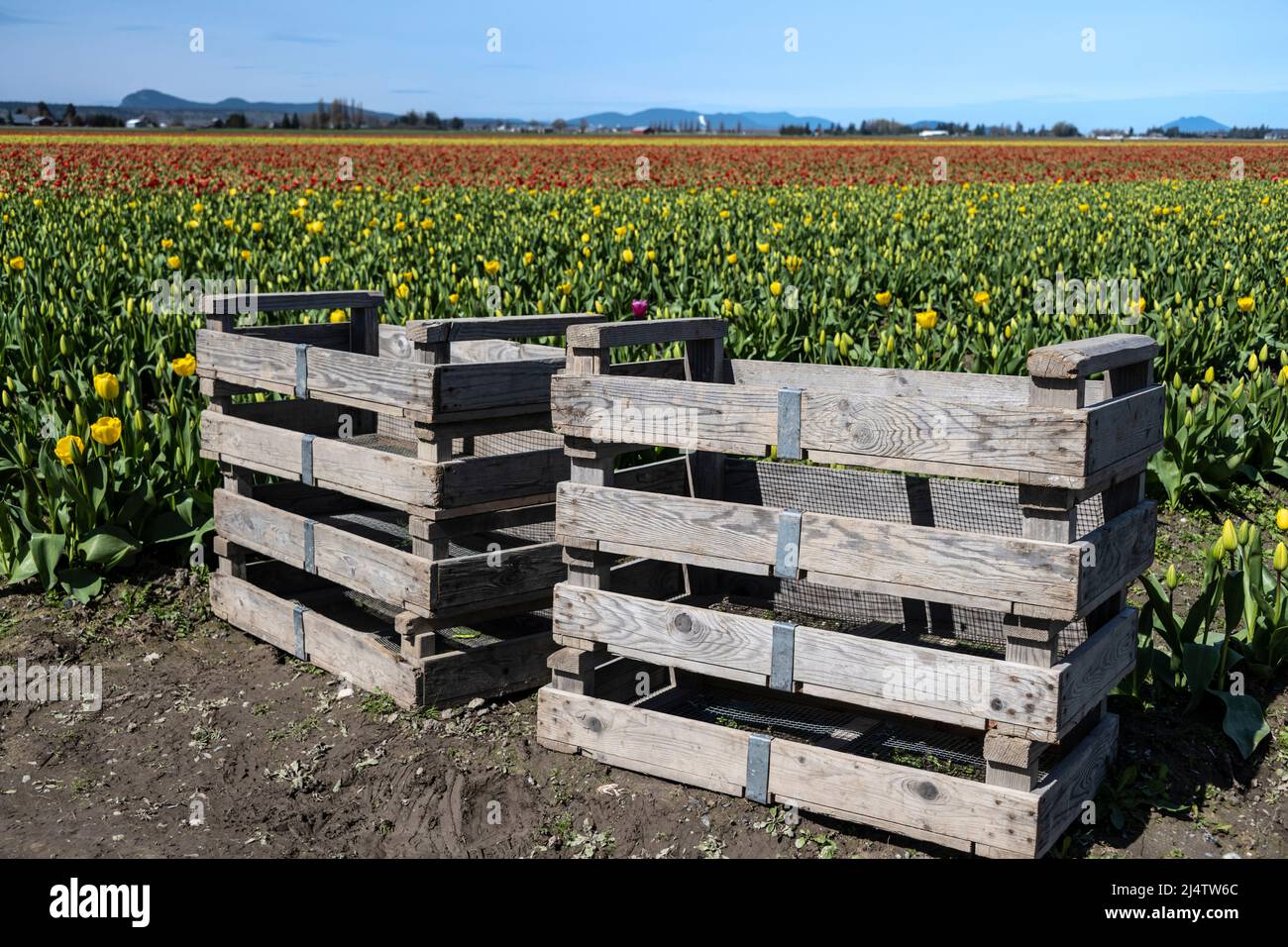 woodend Kisten bereit für das Sammeln von Tulpen zu verkaufen Stockfoto