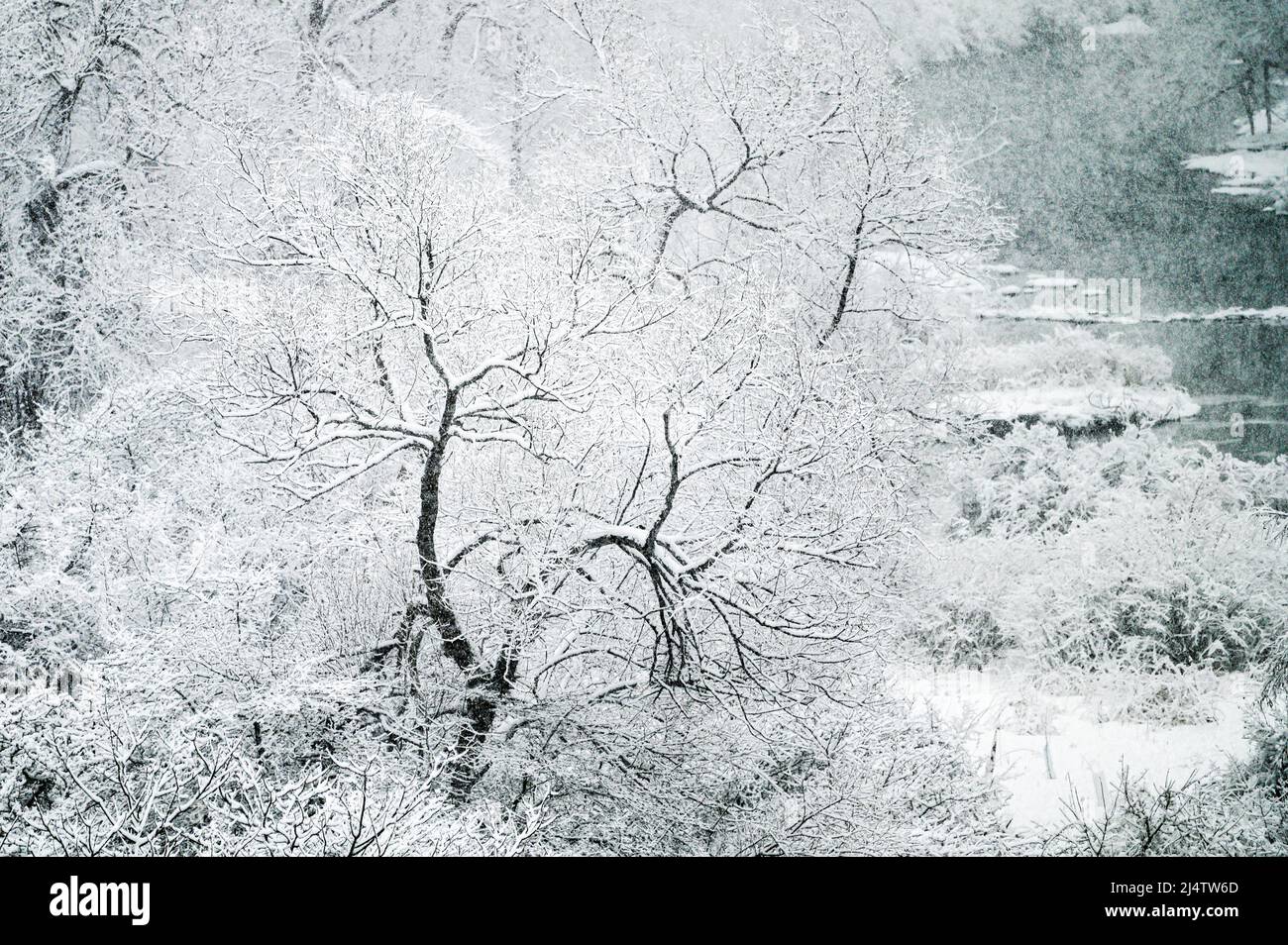 Während eines Schneesturms in Vermont, Neuengland, USA, kurvt ein kleiner Fluss durch neu gefallenen Schnee. Stockfoto