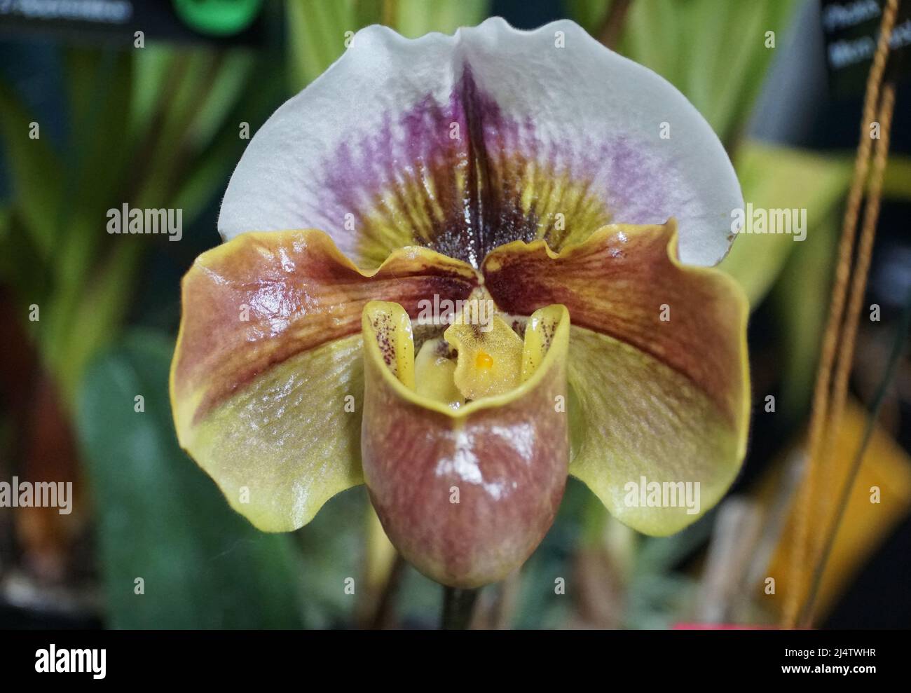 Schöne mehrfarbige Paphiopedilum Crown Point Orchidee Stockfoto