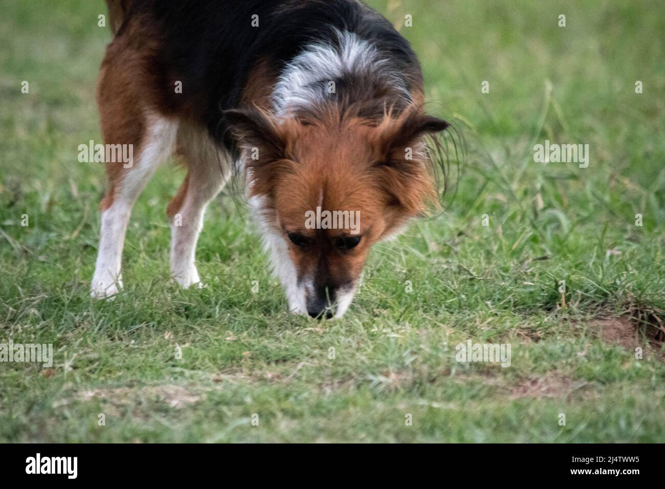 Kleiner brauner und weißer Hund schnüffelt Gras im Park Stockfoto