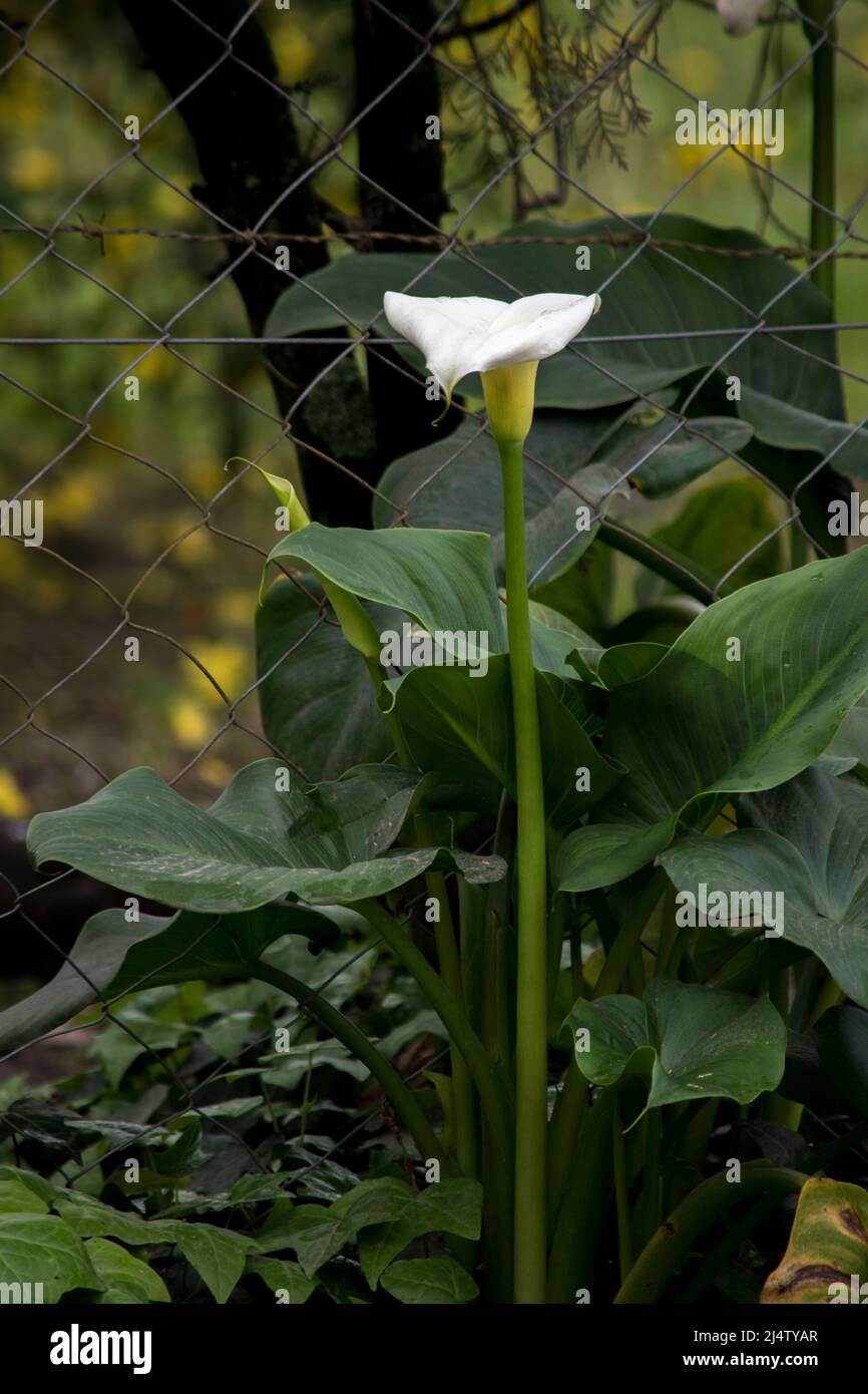Nahaufnahme einer weißen Calla Lilie Stockfoto
