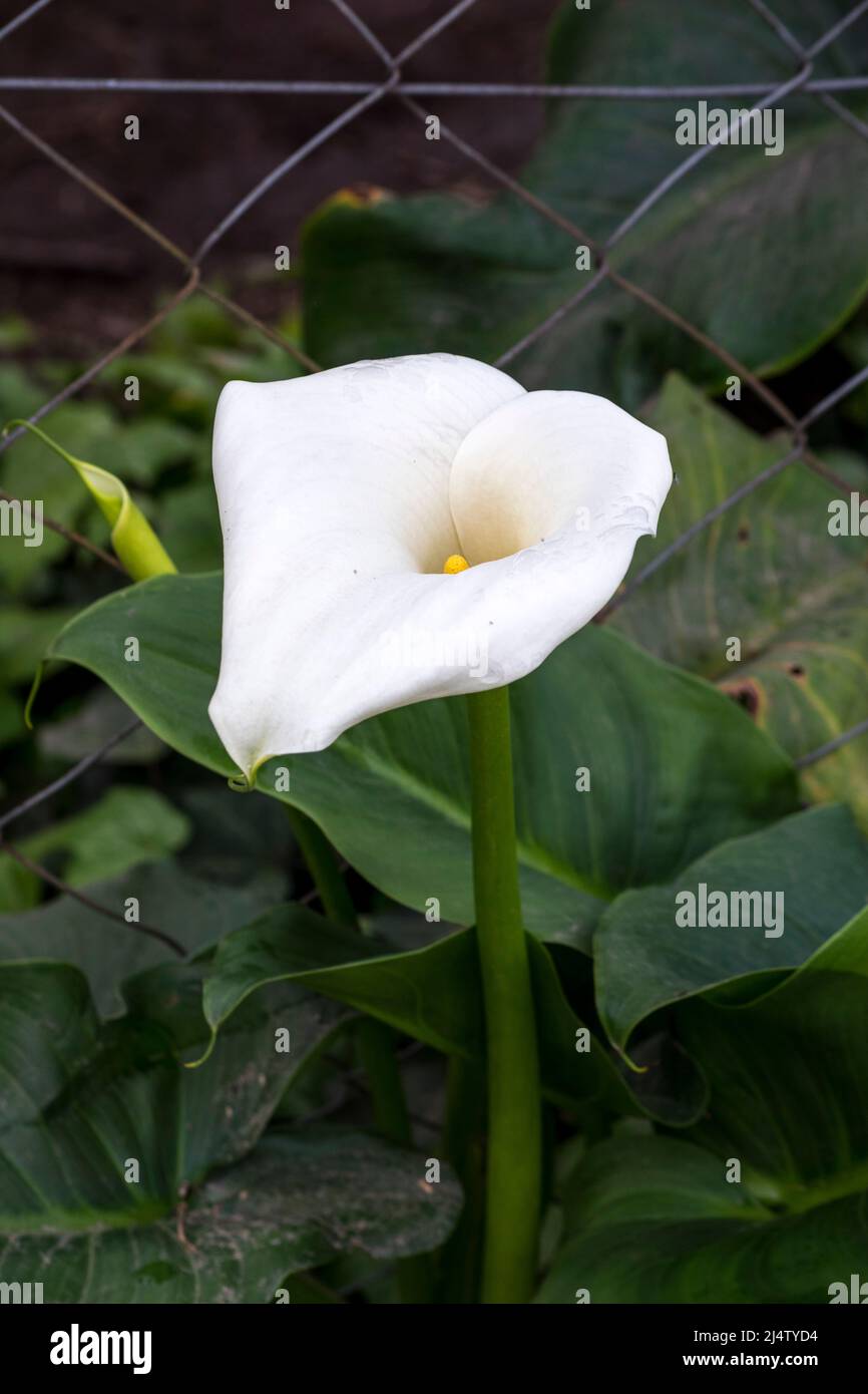 Nahaufnahme einer weißen Calla Lilie Stockfoto