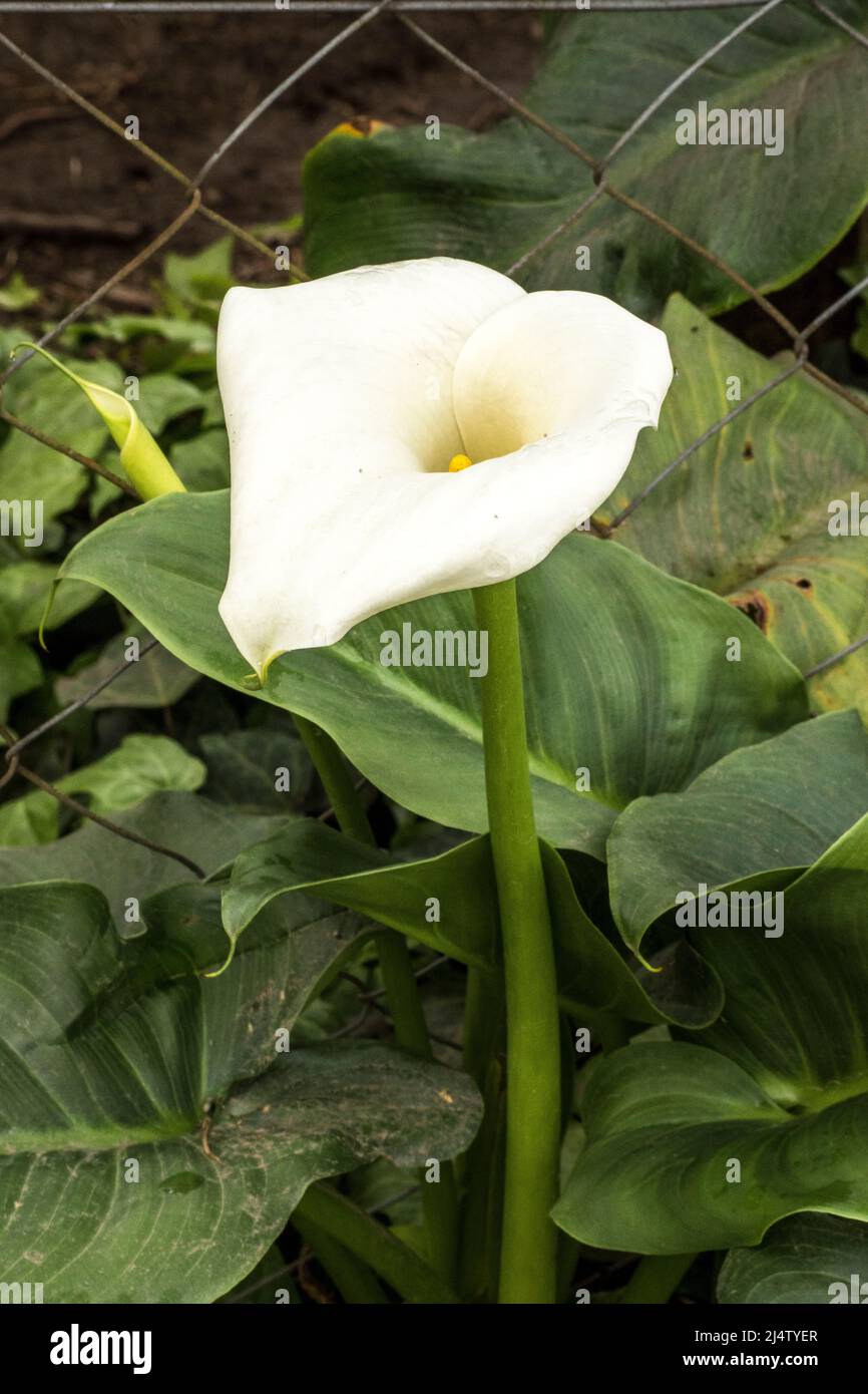 Nahaufnahme einer weißen Calla Lilie Stockfoto
