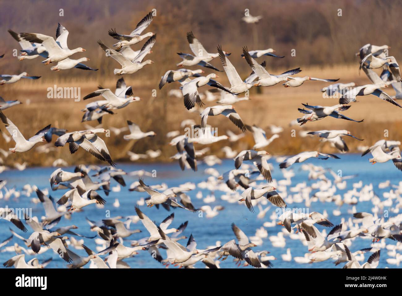 Migration Von Schneegänsen Stockfoto