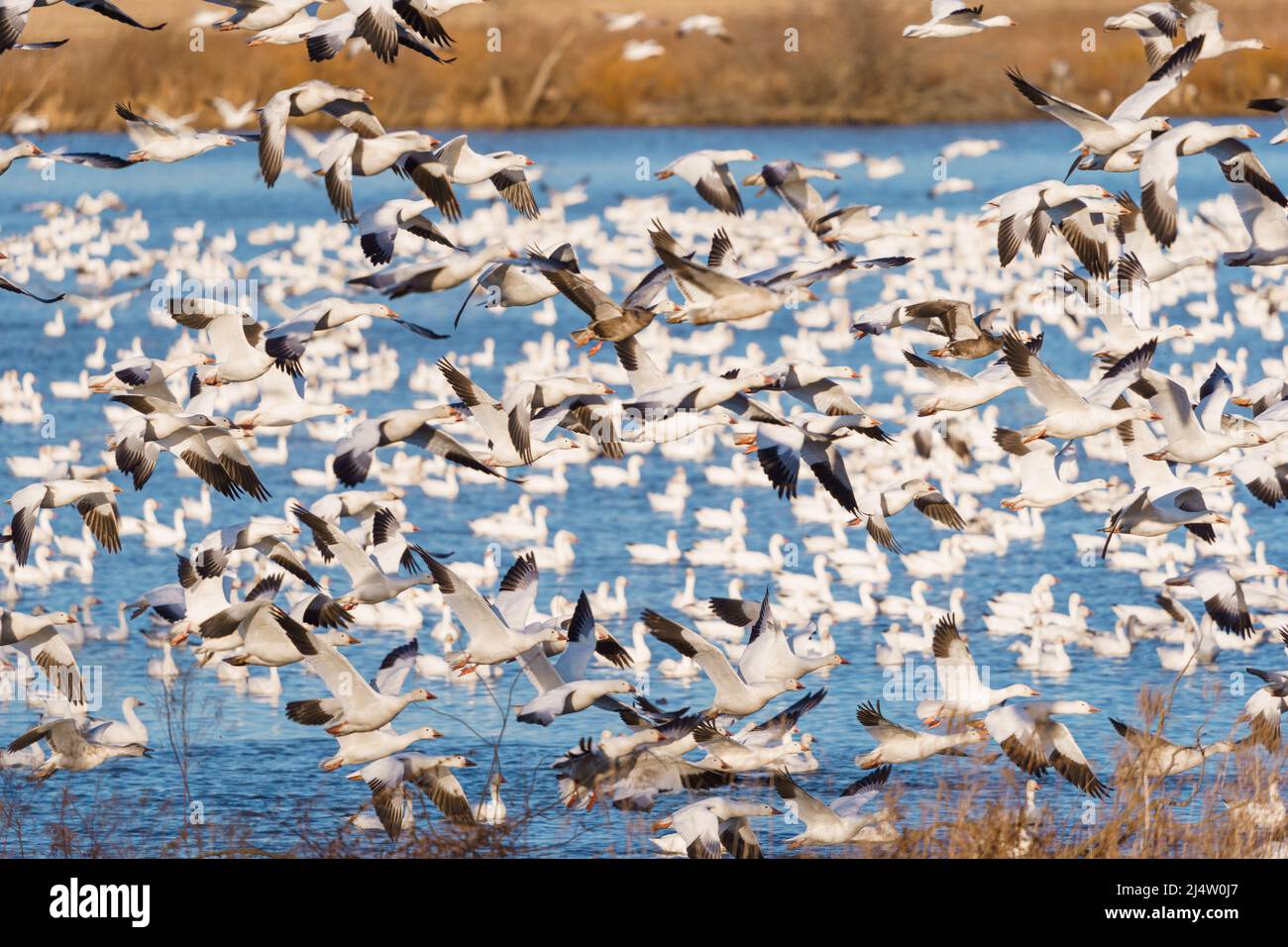 Migration Von Schneegänsen Stockfoto