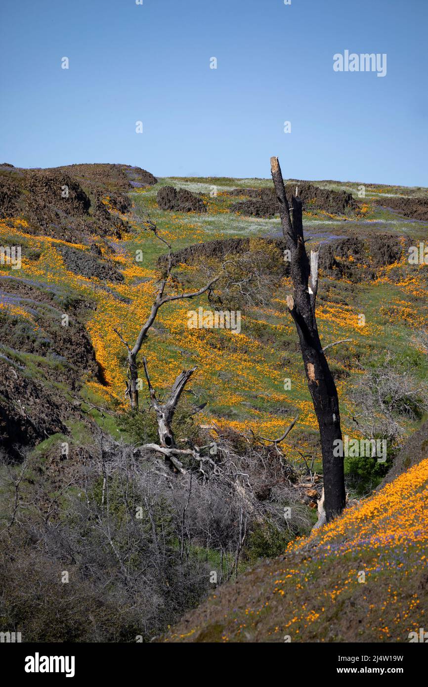 Wildblumen am Tafelberg, Kalifornien Stockfoto