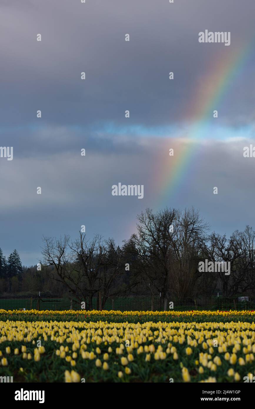 Regenbogen über dem Feld der gelben Tulpen in Oregon Stockfoto