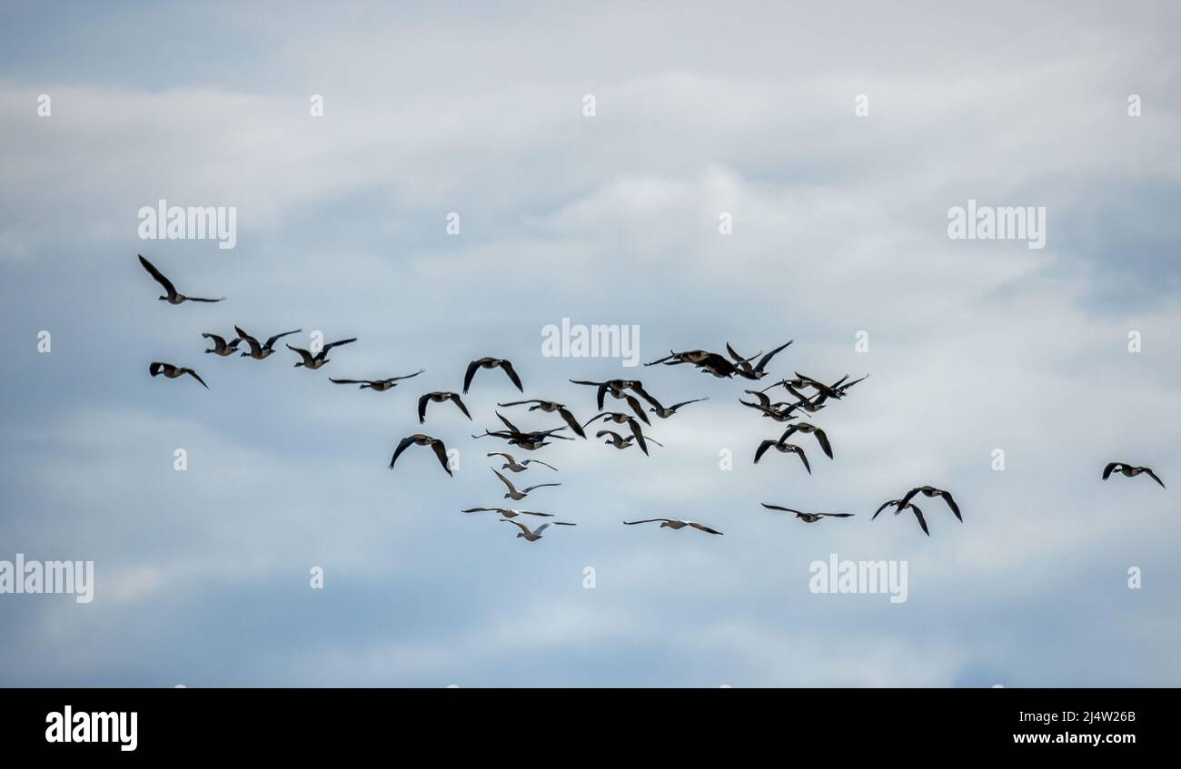 Zugvögel von Colorado. Kanada Gänse fliegen im Monte Vista National Wildlife Refuge, Southern Colorado Stockfoto