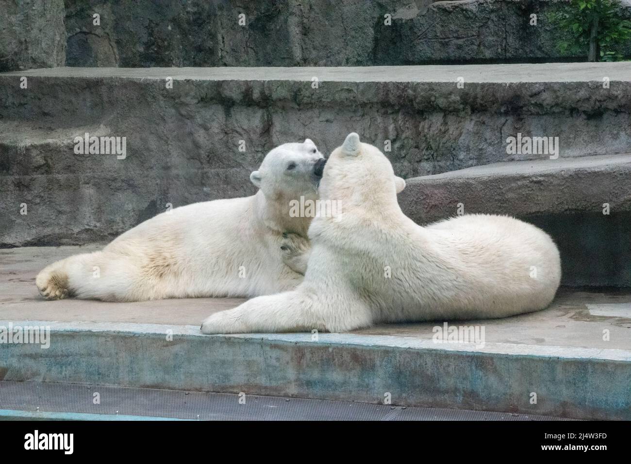 Der Eisbär (Ursus maritimus) ist ein hyperfleischfressender Bär, dessen Heimatreichweite größtenteils innerhalb des Polarkreises liegt und den Arktischen Ozean umfasst, i Stockfoto