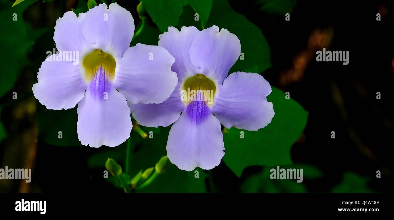 Nahaufnahme von zwei Lavendelblüten in Bali, Indonesien. Verschwommener Hintergrund von grünen Blättern und schwarzem Raum. Stockfoto