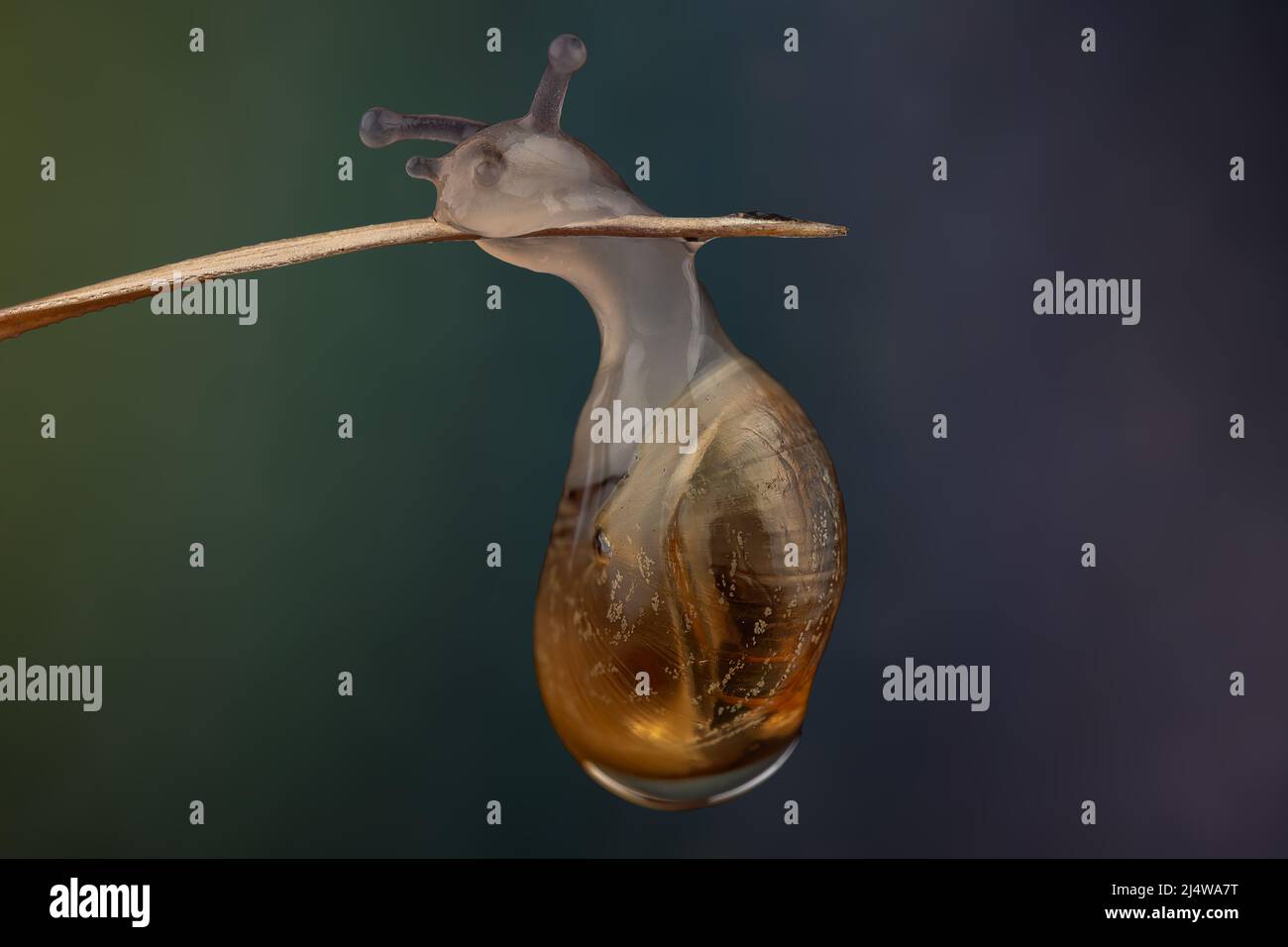 Schnecke auf einem Tropfen Wasser Stockfoto