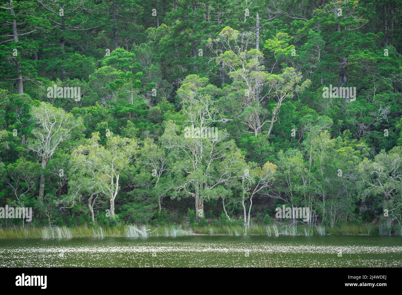 Lake Allom ist ein Schatz für Touristen, versteckt in einem Wald von Melaleuca-Bäumen (Paperbark) und Hoop Pines (Araucaria cunninghamii). Fraser Island, QLD. Stockfoto