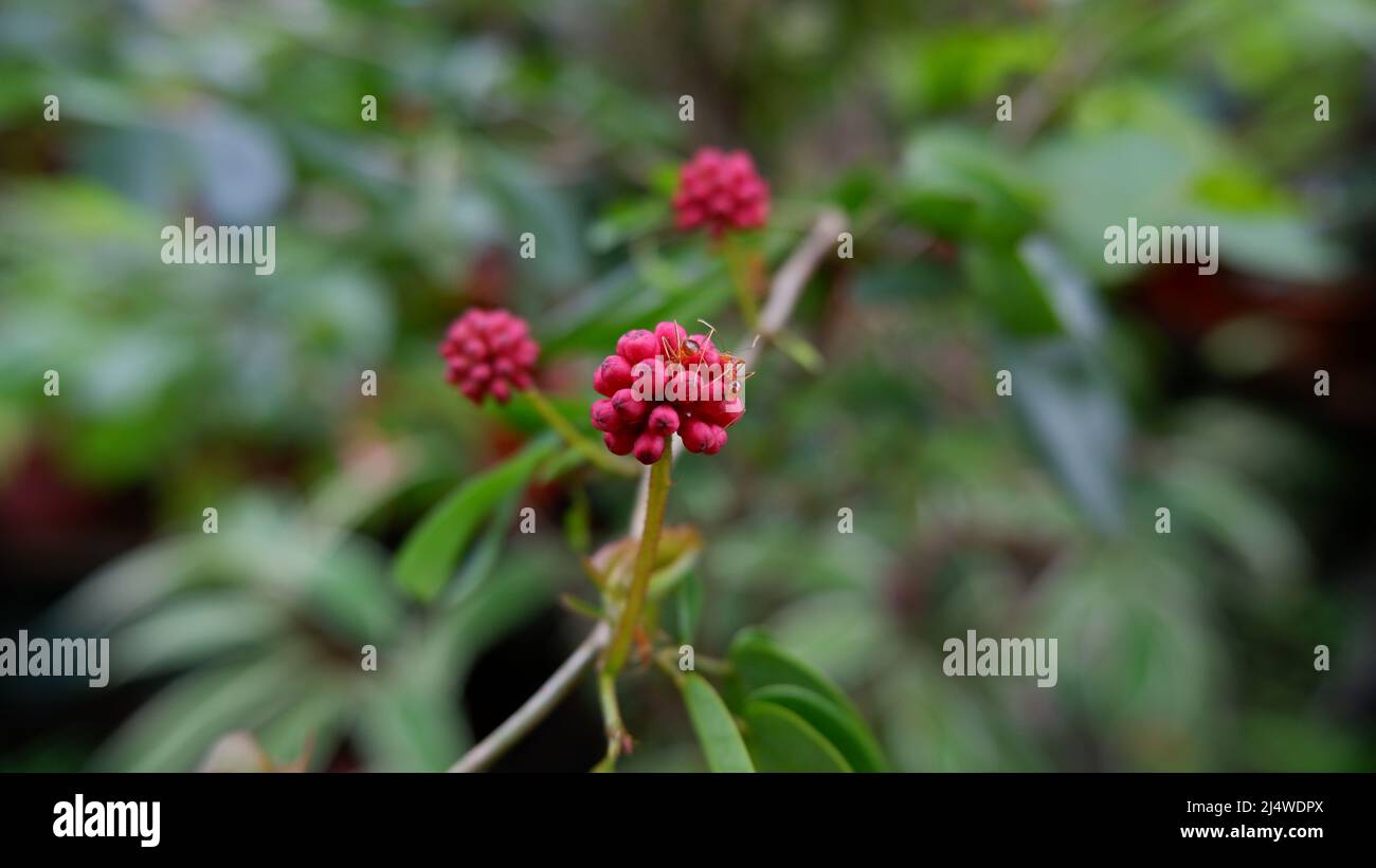 Rote Puderblüte, die noch nicht blüht Stockfoto