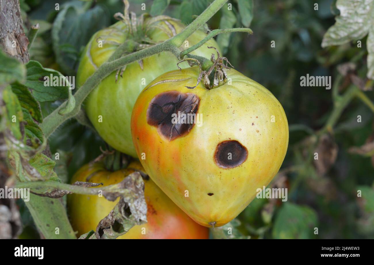 Anthracnose-Tomatenerkrankung. Verrottungsflecken auf grünen Tomaten, grau beschädigte Blätter und Stängel als Symptom von Anthraknose, Spätbrust oder Blütenendfäule Stockfoto