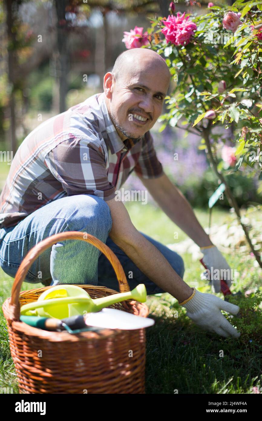 Mann Gärtner Pflege für Rosen im Garten Stockfoto